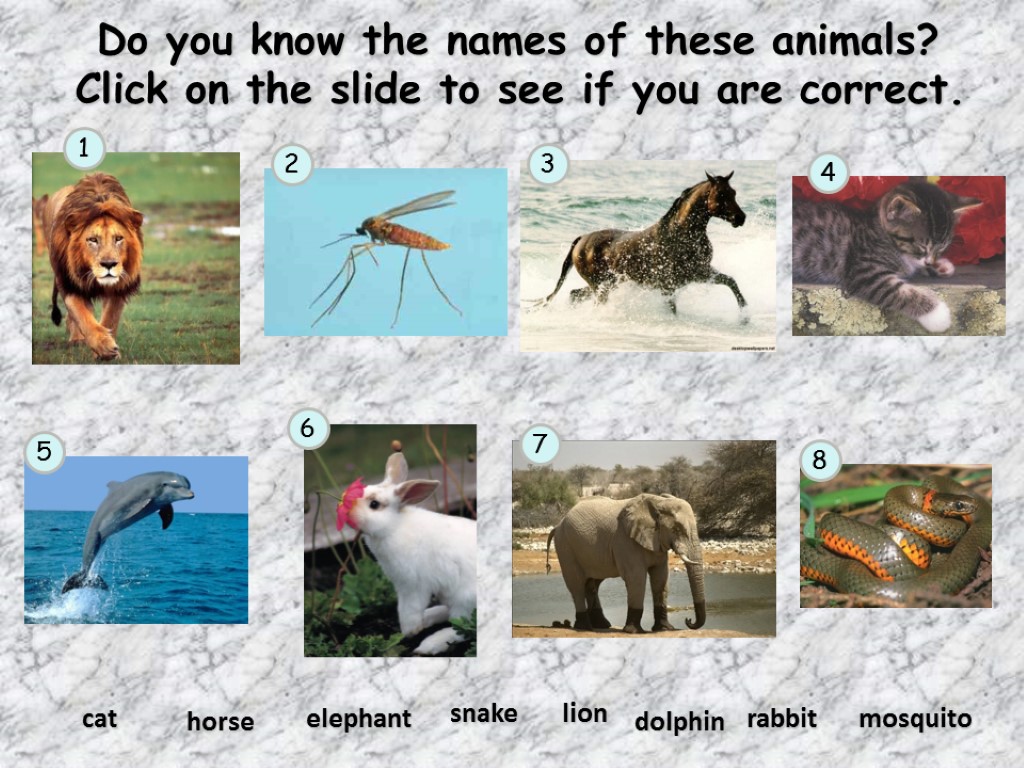 Do you know the names of these animals? Click on the slide to see